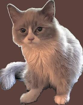 Cococreme (Bonded with Natia) -  Domestic Long Hair and Persian Cat for Adoption in Ridgeside, Tennessee - Cococreme (Bonded With Natia) | PetCurious
