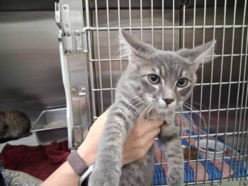 PACO -  Domestic Short Hair Cat for Adoption in Santa Fe, New Mexico - PACO | PetCurious