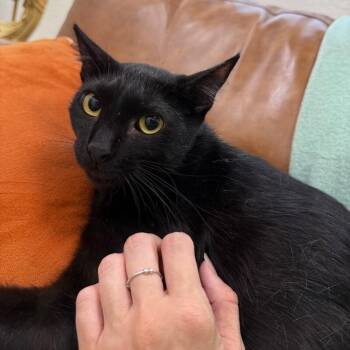 Domestic Short Hair and Bombay Cats Available for Adoption - Jack Simpson | PetCurious