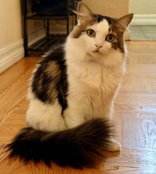 Louise -  Domestic Long Hair and Domestic Medium Hair Cat for Adoption in Walnut Creek, California - Louise | PetCurious