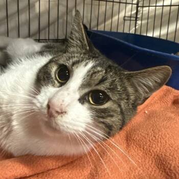 Rescue Domestic Short Hair Cats for Adoption in New York, New York - Amos | PetCurious