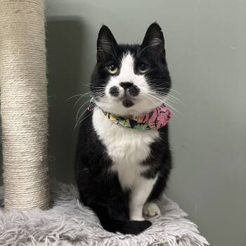 Rescue Domestic Short Hair Cats for Adoption in Medina, Ohio - Sanders | PetCurious