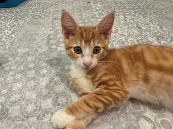 Blaze -  Domestic Short Hair Cat for Adoption in Bellevue, Washington - Blaze | PetCurious