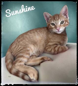 Sunshine -  Domestic Short Hair Cat for Adoption in El Cajon, California - Sunshine | PetCurious