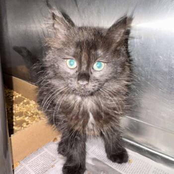 Fiddle-Faddle -  Domestic Medium Hair Cat for Adoption in Candler, North Carolina - Fiddle-Faddle | PetCurious