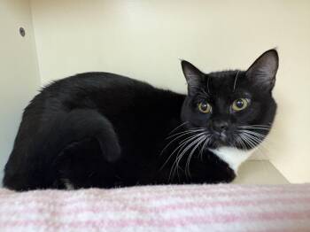 Domestic Short Hair Cats Available for Adoption in Hays, Kansas - Binx | PetCurious