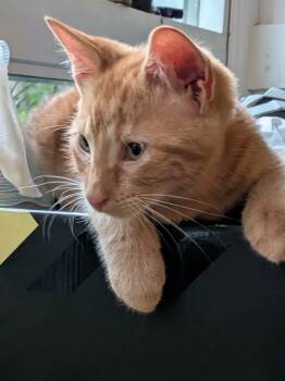 Archie 2 -  Domestic Short Hair Cat for Adoption in Arthur, Ontario - Archie 2 | PetCurious