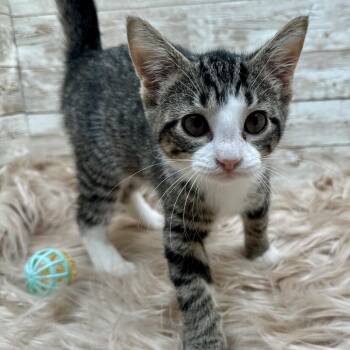 Betty -  Domestic Short Hair Cat for Adoption in Lexington, Kentucky - Betty | PetCurious
