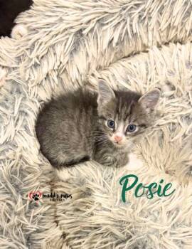 After Dark Litter:  Posie -  Extra Toes Cat Hemingway Polydactyl Cat for Adoption in Council Bluffs, Iowa - After Dark Litter:  Posie | PetCurious