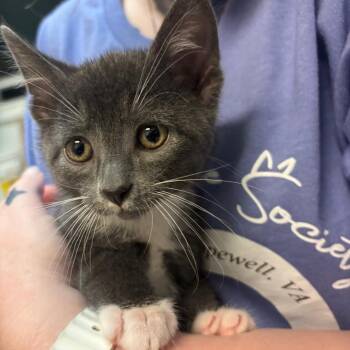 Bowser -  Domestic Short Hair Cat for Adoption in Hopewell, Virginia - Bowser | PetCurious