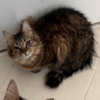 Rescue Domestic Long Hair Cats for Adoption in Greensboro, Georgia - Fork - Athens GA | PetCurious