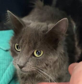 Domestic Short Hair Cats Available for Adoption in Fort Lupton, Colorado - Maxx 2 | PetCurious