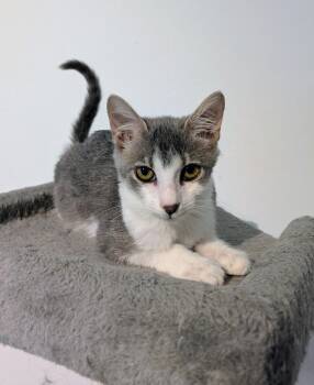 Rescue Domestic Short Hair Cats for Adoption in Boca Raton, Florida - Ash Da Bomb FIV+ | PetCurious