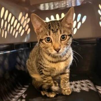 Kaia -  Domestic Short Hair Cat for Adoption in Lynchburg, Virginia - Kaia | PetCurious