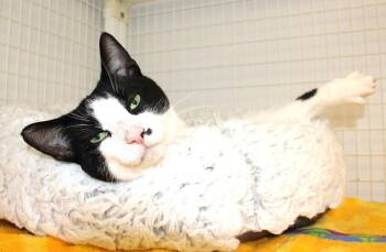 Domestic Short Hair Cats Available for Adoption in Medfield, Massachusetts - Mondrich | PetCurious