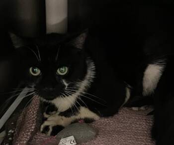 DELANO -  Domestic Short Hair Cat for Adoption in Pensacola, Florida - DELANO | PetCurious
