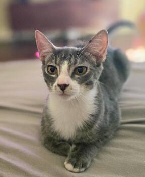 Surya -  Domestic Short Hair Cat for Adoption in Houston, Texas - Surya | PetCurious