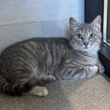 Domestic Medium Hair Cats Available for Adoption in Hailey, Idaho - Turkey | PetCurious