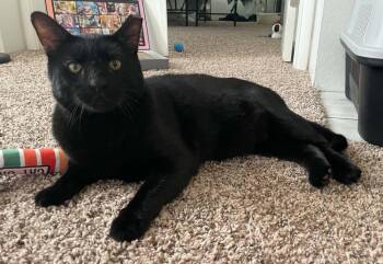 Viktor -  Domestic Short Hair Cat for Adoption in Tucson, Arizona - Viktor | PetCurious