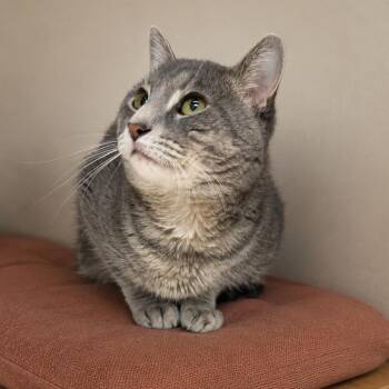 Thorn -  Domestic Short Hair Cat for Adoption in Hopewell, Virginia - Thorn | PetCurious