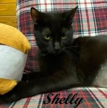 Shelly Belly - sweet former Mama cat with a heart of gold -  Domestic Short Hair Cat for Adoption in Southern Pines, North Carolina - Shelly Belly - Sweet Former Mama Cat With A Heart Of Gold | PetCurious