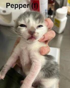Pepper -  Domestic Short Hair Cat for Adoption in Saugerties, New York - Pepper | PetCurious
