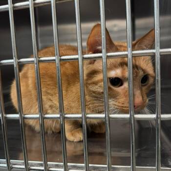Salvator -  Domestic Short Hair Cat Available for Adoption in Fairmont, West Virginia - Salvator | PetCurious