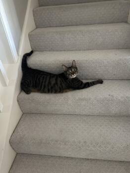 Rescue Domestic Short Hair Cats for Adoption in Houston, Texas - Dusty | PetCurious