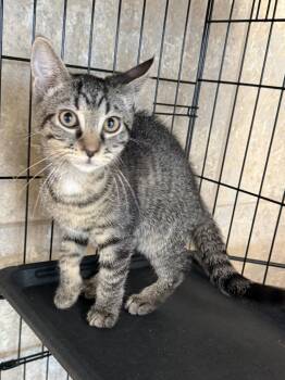 Dearden -  Domestic Short Hair Cat for Adoption in INDN HBR BCH, Florida - Dearden | PetCurious
