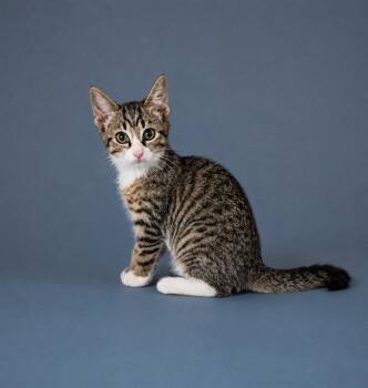 OZZY -  Domestic Short Hair Cat for Adoption in Westminster, Maryland - OZZY | PetCurious