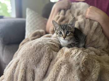 Rescue Domestic Short Hair Cats for Adoption in Gradyville, Kentucky - Clove | PetCurious