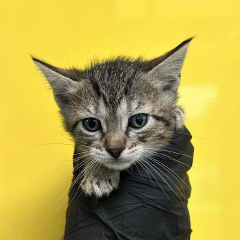 Domestic Short Hair Cats Available for Adoption in Abilene, Texas - Buoy | PetCurious