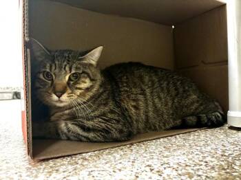 Domestic Short Hair Cats Available for Adoption - JULIAN | PetCurious