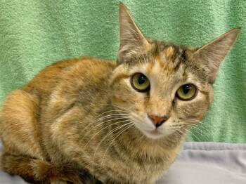 KATHY -  Domestic Short Hair Cat for Adoption in Moreno Valley, California - KATHY | PetCurious