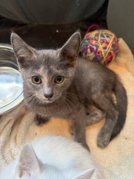 LUPITA -  Domestic Short Hair Cat for Adoption in Dallas, Texas - LUPITA | PetCurious