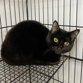 Domestic Short Hair Cats Available for Adoption - Kitty Kat | PetCurious