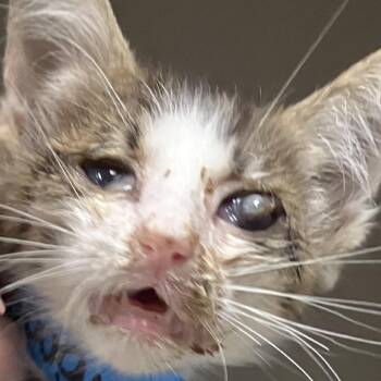 oogie boogie -  Domestic Short Hair Cat for Adoption in Yuma, Arizona - Oogie Boogie | PetCurious