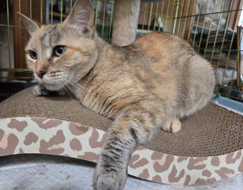 Sunny -  Domestic Short Hair Cat for Adoption in Oceanside, California - Sunny | PetCurious
