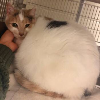 Princess Rotunda -  Domestic Short Hair Cat for Adoption in Bristol, Indiana - Princess Rotunda | PetCurious