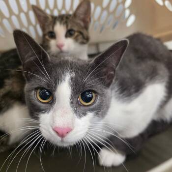 Bass -  Domestic Short Hair Cat for Adoption in Chattanooga, Tennessee - Bass | PetCurious