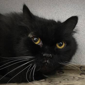 Ernie -  Persian and Domestic Long Hair Cat for Adoption in Sheridan, Wyoming - Ernie | PetCurious