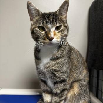 Domestic Short Hair Cats Available for Adoption in Blue Ridge, Georgia - Mittens | PetCurious