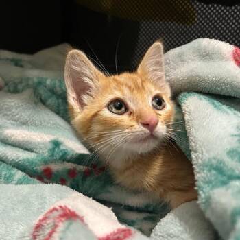 Luffy -  Domestic Short Hair Cat for Adoption in Westminster, California - Luffy | PetCurious