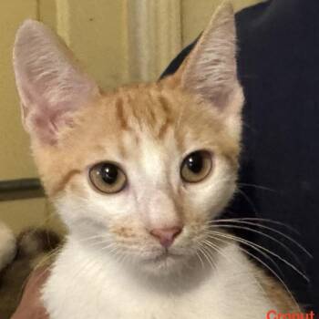 Rescue Domestic Short Hair Cats for Adoption in Austin, Texas - Cronut SMC | PetCurious
