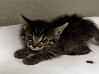 Domestic Short Hair Cats Available for Adoption in Tracy, California - BART | PetCurious