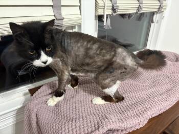 Trader Joe (Tripod) -  Domestic Long Hair Cat Available for Adoption in Elmwood, Louisiana - Trader Joe (Tripod) | PetCurious