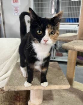 Rescue Domestic Medium Hair Cats for Adoption in Kell, Illinois - Remi | PetCurious