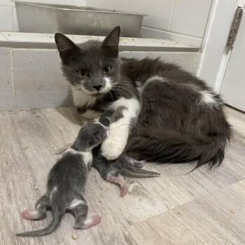 Banana -  Domestic Short Hair Cat for Adoption in Chicago, Illinois - Banana | PetCurious