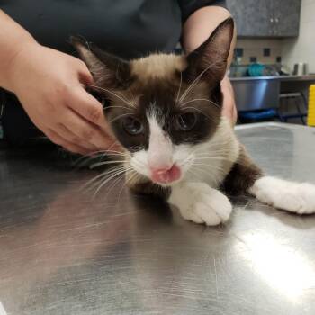 Heather -  Siamese Cat for Adoption in Allen, Texas - Heather | PetCurious