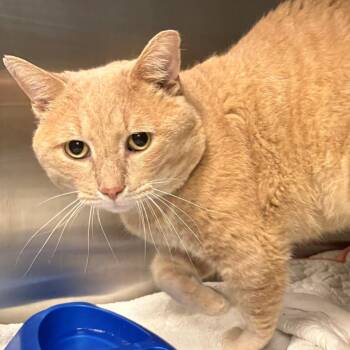 Toby -  Domestic Short Hair Cat for Adoption in East Hanover, New Jersey - Toby | PetCurious